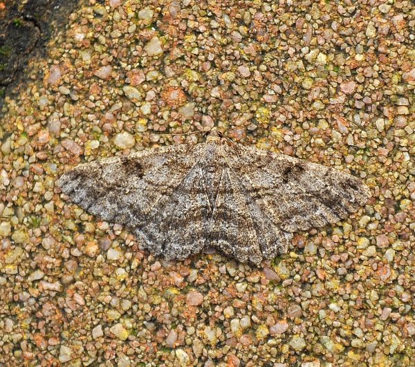 Peribatodes secundaria ? - No, P. rhomboidaria